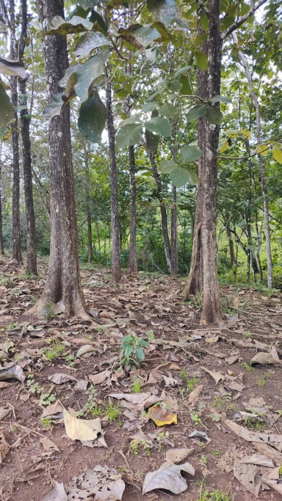 Photo from Embrujitos (11)