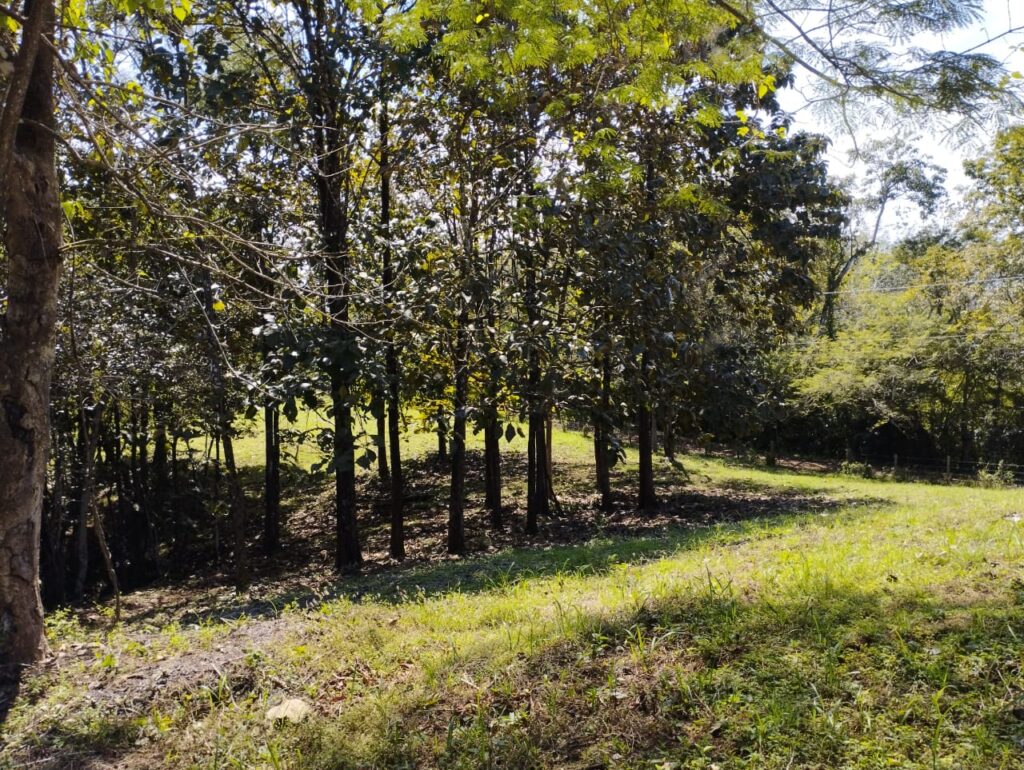 Photo from Embrujitos (2)