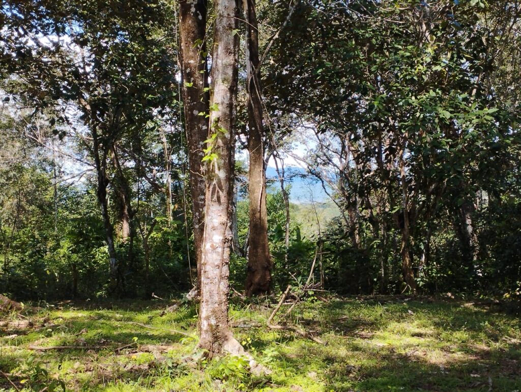 Photo from Embrujitos (5)